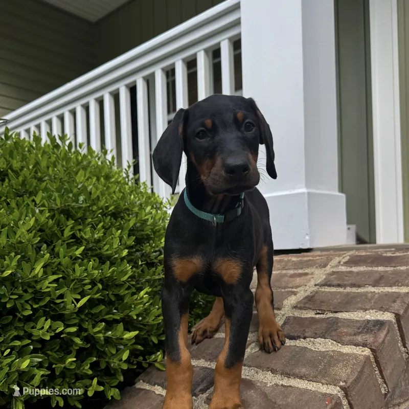Light blue collar  – Doberman Pinscher puppy for sale in Middlesex, NC