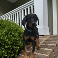 Light blue collar , a male Doberman Pinscher for sale in Middlesex, NC – 1 of 2