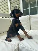 Purple collar , a female Doberman Pinscher for sale in Middlesex, NC – 2 of 2
