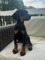 Purple collar , a female Doberman Pinscher for sale in Middlesex, NC – 1 of 2