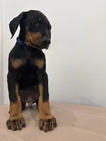 Dark blue collar, a male Doberman Pinscher for sale in Middlesex, NC – 2 of 2
