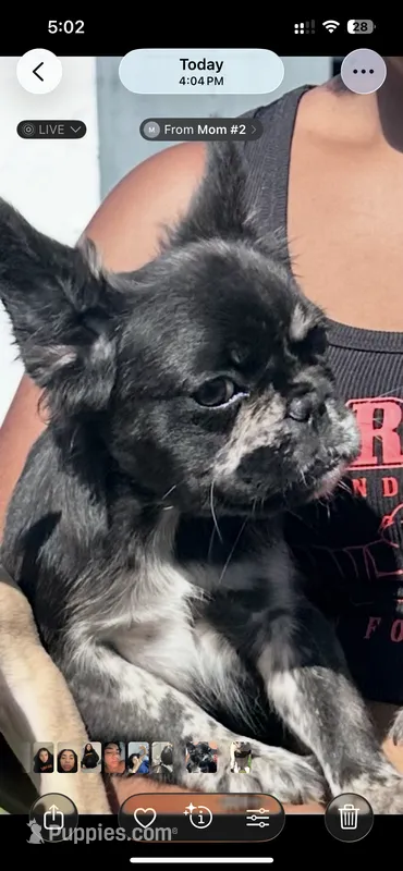 Midnight – French Bulldog puppy for sale in North Miami, FL