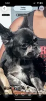 Midnight, a female French Bulldog for sale in North Miami, FL – 1 of 1