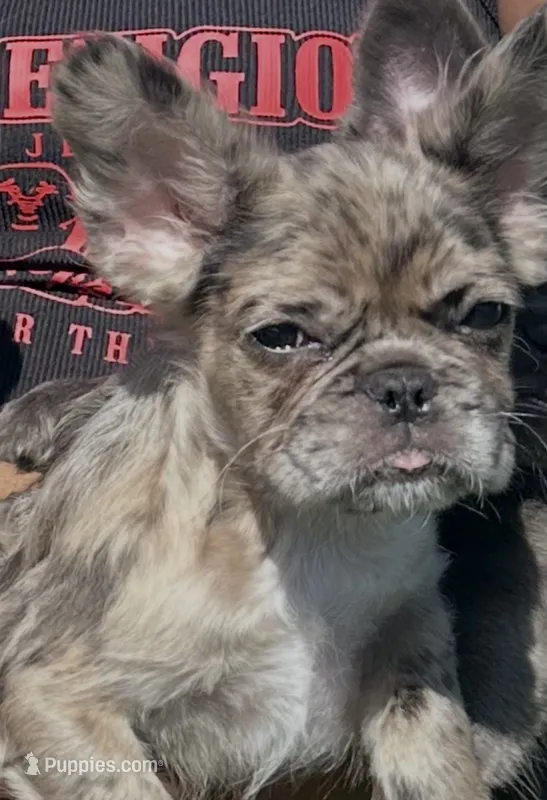 Mocha – French Bulldog puppy for sale in North Miami, FL