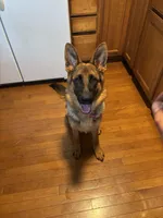 Zara, a female German Shepherd Dog for sale in Gahanna, OH – 1 of 3