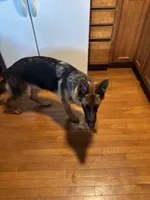 Zara, a female German Shepherd Dog for sale in Gahanna, OH – 2 of 3