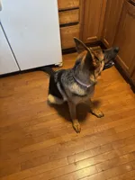 Zara, a female German Shepherd Dog for sale in Gahanna, OH – 3 of 3