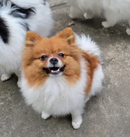 COPPER- AKC Male-$1100, a male Pomeranian for sale in Steele, AL – 2 of 9