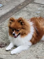 COPPER- AKC Male-$1100, a male Pomeranian for sale in Steele, AL – 8 of 9