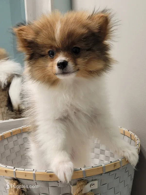 COPPER- AKC Male-$1100