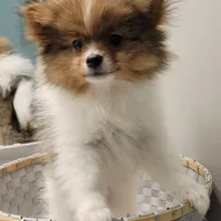 COPPER- AKC Male-$1100, a male Pomeranian for sale in Steele, AL – 1 of 1