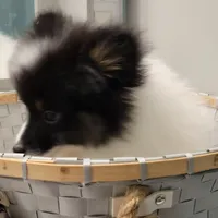 SHADOW-AKC MALE-$1000, a male Pomeranian for sale in Steele, AL – Photo 7 of 10