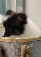 SHADOW-AKC MALE-$1000, a male Pomeranian for sale in Steele, AL – Photo 7 of 10