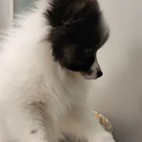 SHADOW-AKC MALE-$1000, a male Pomeranian for sale in Steele, AL – Photo 5 of 10