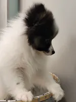 SHADOW-AKC MALE-$1000, a male Pomeranian for sale in Steele, AL – Photo 5 of 10