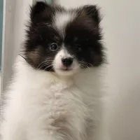 SHADOW-AKC MALE-$1000, a male Pomeranian for sale in Steele, AL – Photo 4 of 10