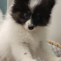 SHADOW-AKC MALE-$1000, a male Pomeranian for sale in Steele, AL – Photo 8 of 10