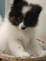 SHADOW-AKC MALE-$1000, a male Pomeranian for sale in Steele, AL – Photo 8 of 10