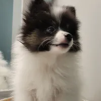 SHADOW-AKC MALE-$1000, a male Pomeranian for sale in Steele, AL – Photo 1 of 10