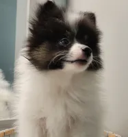 SHADOW-AKC MALE-$1000, a male Pomeranian for sale in Steele, AL – Photo 1 of 10