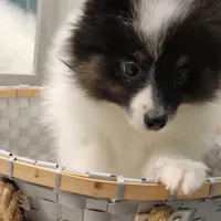 SHADOW-AKC MALE-$1000, a male Pomeranian for sale in Steele, AL – Photo 10 of 10