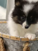 SHADOW-AKC MALE-$1000, a male Pomeranian for sale in Steele, AL – Photo 10 of 10