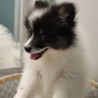 SHADOW-AKC MALE-$1000, a male Pomeranian for sale in Steele, AL – Photo 3 of 10