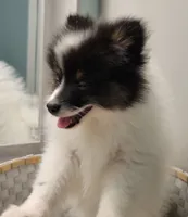 SHADOW-AKC MALE-$1000, a male Pomeranian for sale in Steele, AL – Photo 3 of 10