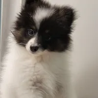 SHADOW-AKC MALE-$1000, a male Pomeranian for sale in Steele, AL – Photo 9 of 10