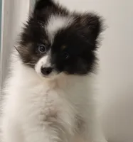 SHADOW-AKC MALE-$1000, a male Pomeranian for sale in Steele, AL – Photo 9 of 10