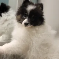 SHADOW-AKC MALE-$1000, a male Pomeranian for sale in Steele, AL – Photo 2 of 10