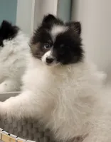 SHADOW-AKC MALE-$1000, a male Pomeranian for sale in Steele, AL – Photo 2 of 10