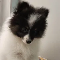 SHADOW-AKC MALE-$1000, a male Pomeranian for sale in Steele, AL – Photo 6 of 10