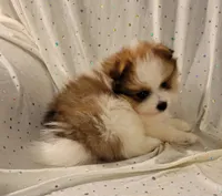 Harper, a male Pomeranian for sale in Steele, AL – Photo 8 of 9