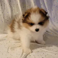 Harper, a male Pomeranian for sale in Steele, AL – Photo 2 of 9