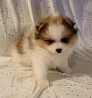 Harper, a male Pomeranian for sale in Steele, AL – Photo 2 of 9