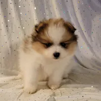 Harper, a male Pomeranian for sale in Steele, AL – Photo 9 of 9