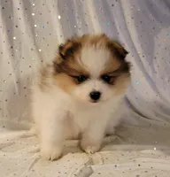 Harper, a male Pomeranian for sale in Steele, AL – Photo 9 of 9