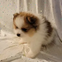 Harper, a male Pomeranian for sale in Steele, AL – Photo 6 of 9