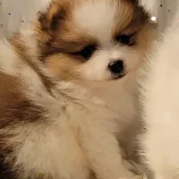 Harper, a male Pomeranian for sale in Steele, AL – Photo 5 of 9