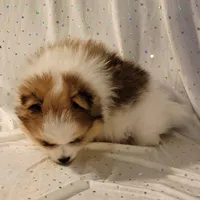 Harper, a male Pomeranian for sale in Steele, AL – Photo 4 of 9