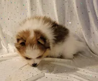 Harper, a male Pomeranian for sale in Steele, AL – Photo 4 of 9