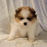 Harper, a male Pomeranian for sale in Steele, AL – Photo 3 of 9