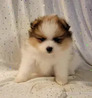 Harper, a male Pomeranian for sale in Steele, AL – Photo 3 of 9