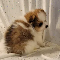 Harper, a male Pomeranian for sale in Steele, AL – Photo 7 of 9