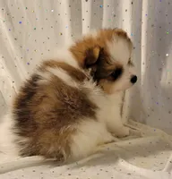 Harper, a male Pomeranian for sale in Steele, AL – Photo 7 of 9