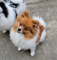 COPPER- AKC Male-$1100, a male Pomeranian for sale in Steele, AL – 3 of 9