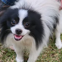 SAILOR- AKC-MALE, a male Pomeranian for sale in Steele, AL – Photo 3 of 8