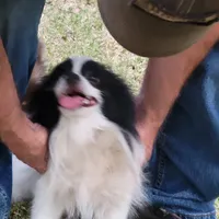 SAILOR- AKC-MALE, a male Pomeranian for sale in Steele, AL – Photo 2 of 8