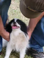SAILOR- AKC-MALE, a male Pomeranian for sale in Steele, AL – Photo 2 of 8